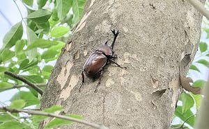 獨角仙秘境大公開！土城河濱「光蠟樹綠意廊道」近距離觀察自然生態