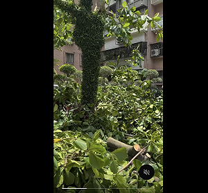 路見砍樹   陳培瑜怒了：蔣萬安憑什麼當市長