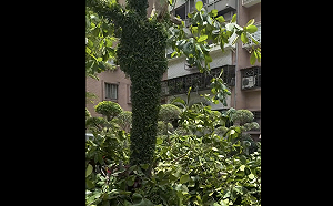 路見砍樹   陳培瑜怒了：蔣萬安憑什麼當市長