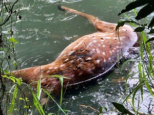 高雄馬頭山昨夜驚傳犬殺！大梅花鹿遭撕咬慘死水面  悽慘畫面曝
