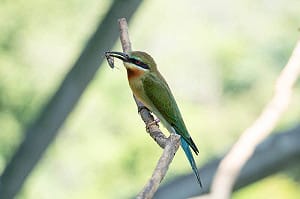 北市動物園傳喜訊！栗喉蜂虎二代暴風成長 4隻雛鳥7月底離巢