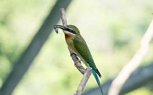 北市動物園傳喜訊！栗喉蜂虎二代暴風成長 4隻雛鳥7月底離巢