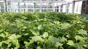 汆燙後熱炒最棒！台灣冰花你吃過了嗎？