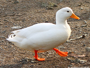 動保處出手盯食安 雞、鴨、鵝、蛋從源頭把關