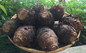 吃芋頭、賞杭菊  走趟苗栗帶走滿滿食安農產