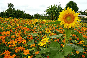 花彩節大溪場開幕！向日葵迷宮等你來探險
