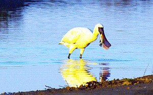 超美der！金色黑面琵鷺現身台南七股