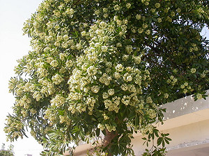 夜半刺鼻怪味惹民怨 查半天才發現原是黑板樹開花