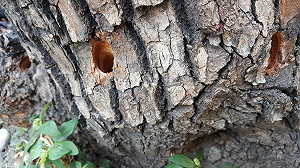 台中驚傳毒樹！市府：嚴辦絕不寬待
