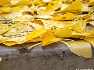 東北季風減弱稍回溫 降雨趨緩
