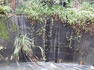 不良業者罰不怕  偷排汙油被抓包！