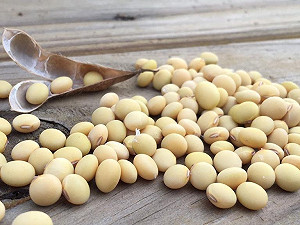 工程師往返400公里種兩甲豆  領悟「順天」的道理成功收成