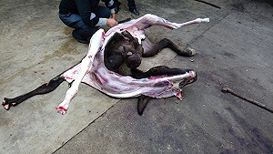 取阿膠虐殺驢子 動保組織盼拒用