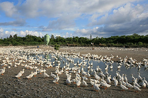 日韓爆發H5N6禽流感疫情  嘉義嚴陣以待