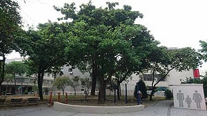 大仁公園改善完成！ 石栗樹作特色主題