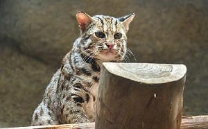 推動多樣性生物保育  台中市將推動石虎保育自治條例