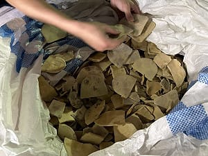 5.3噸龜板中藥材企圖闖關走私　警方及時攔阻
