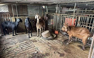 食安連環爆！雲林羊肉驗出戴奧辛 預防性下架4公噸嘉南羊乳