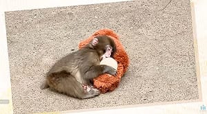 遭棄養抱猩猩玩偶爆紅!日本獼猴Panchi今滿1歲 逾2500張賀卡湧入動物園