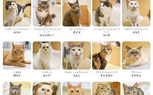日本熊本7.1強震 AEON商場貓咖啡廳25貓全獲救轉移廣島分店安置