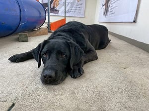 搜救犬Matt、Olina退役 北市消開放寄養申請