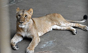 日本酷暑奪命！東京動物園3母獅一週內接連死亡 疑不敵熱浪殞命