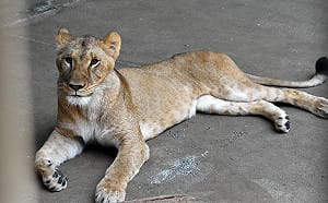 日本酷暑奪命！東京動物園3母獅一週內接連死亡 疑不敵熱浪殞命