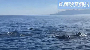 (影)罕見畫面曝！龜山島外海早晨剛遇海豚群 傍晚再迎「偽虎鯨」突襲