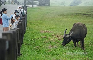 陽明山大批水牛死亡　陽管處抗罰7.5萬敗訴確定