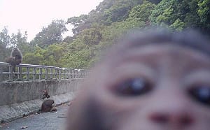 獼猴神運鏡拍下遊客違規餵食！陽管處將開罰  網：悟空你又調皮了