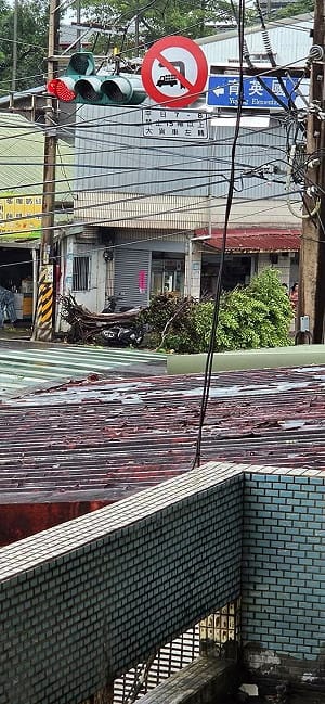 白海豚颱風來襲「淡水疑出現龍捲風」！榕樹連根拔起驚悚畫面曝