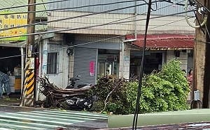 白海豚颱風來襲「淡水疑出現龍捲風」！榕樹連根拔起驚悚畫面曝