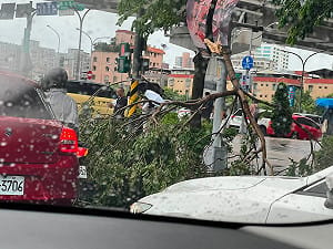 間歇性強風暴雨襲雙北 路樹倒塌、積水災情頻傳
