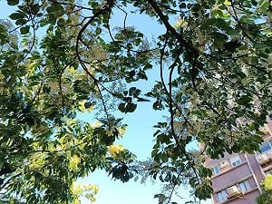 立秋限定美景！台北70株錫蘭橄欖盛開 花瓣鋪地美如雪毯