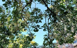 立秋限定美景！台北70株錫蘭橄欖盛開 花瓣鋪地美如雪毯