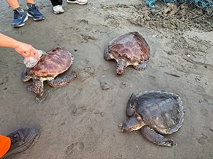 廢棄漁網死纏！3海龜驚險脫困 急送海生館安置