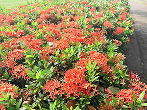 賞花玩水一次滿足！新北三重水樂園與艷紅花海同步熱鬧登場