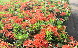 賞花玩水一次滿足！新北三重水樂園與艷紅花海同步熱鬧登場