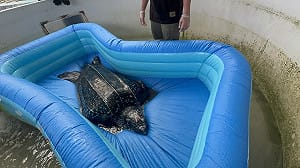 高雄外海捕獲台灣罕見革龜！海保署首度救援後重返大海