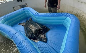 高雄外海捕獲台灣罕見革龜！海保署首度救援後重返大海