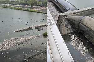 高雄後勁溪再爆死魚潮！大雨致缺氧是主因 環保局再揪5餐廳排污