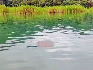 惡霸肆虐！日月潭滿水位助長「魚虎」大繁殖 電撈狂抓近3萬尾
