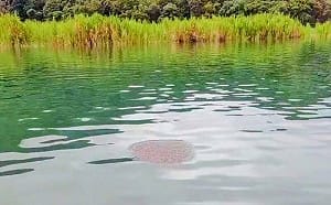 惡霸肆虐！日月潭滿水位助長「魚虎」大繁殖 電撈狂抓近3萬尾