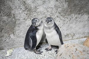 萌度爆表！台北動物園企鵝三寶亮相 兄弟檔黏踢踢、老大游泳特訓中