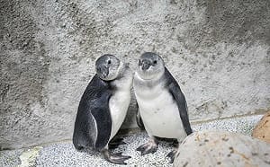 萌度爆表！台北動物園企鵝三寶亮相 兄弟檔黏踢踢、老大游泳特訓中