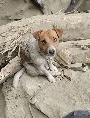 花蓮搜救犬Wilson死因成疑遭爆｢不單純｣! 議會要求消防局專案報告