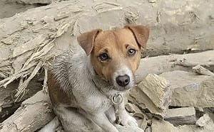 花蓮搜救犬Wilson死因成疑遭爆｢不單純｣! 議會要求消防局專案報告