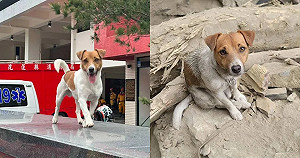 網瘋傳搜救犬Wilson遭虐死！花蓮縣政府聲明：非事實將蒐證提告