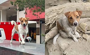 網瘋傳搜救犬Wilson遭虐死！花蓮縣政府聲明：非事實將蒐證提告