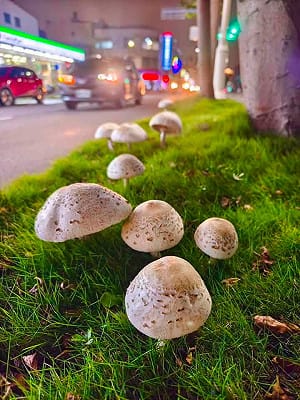 高雄安全島「這幕」太獵奇！19朵巨型白菇冒出 圓潤飽滿超療癒